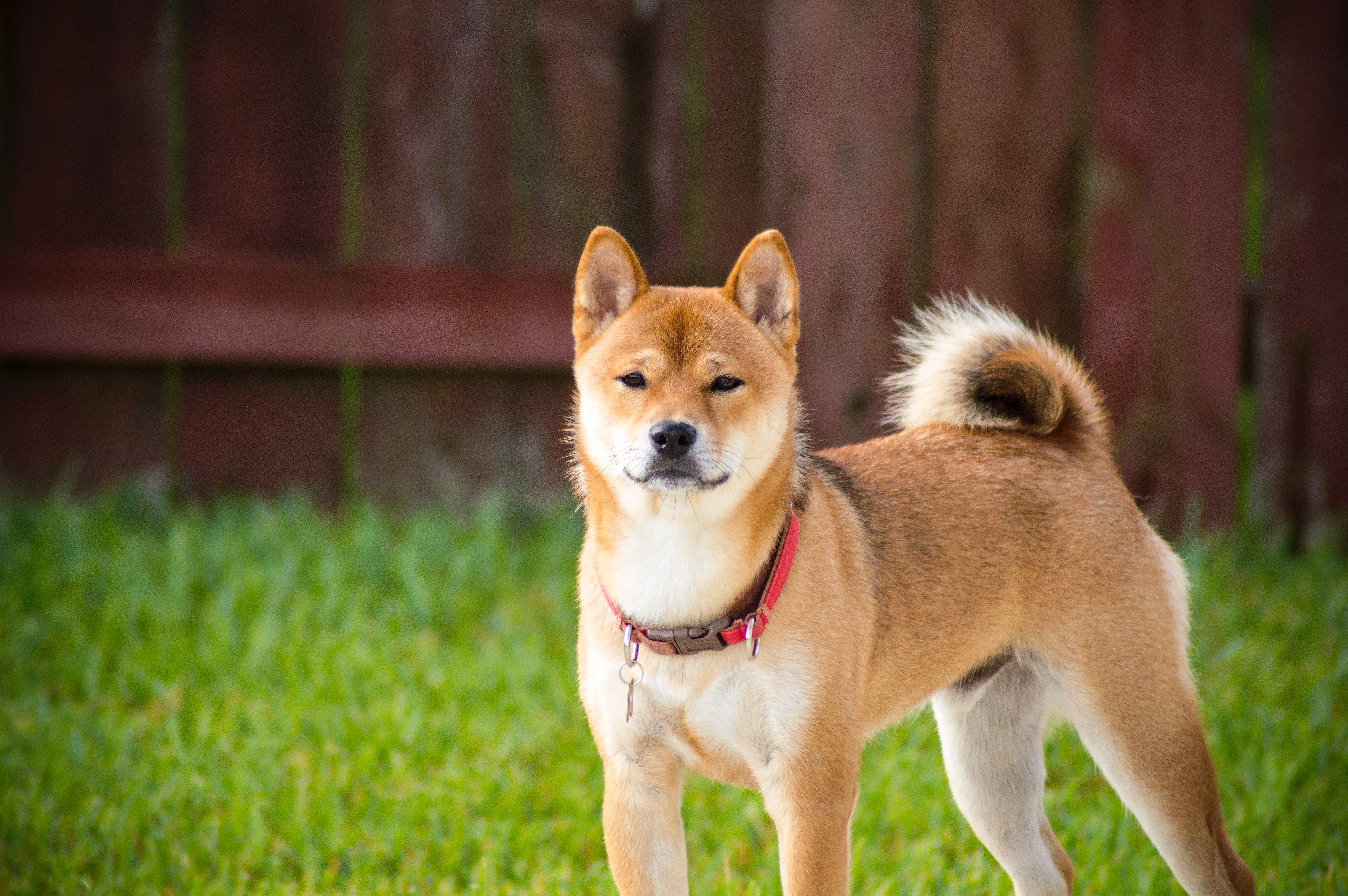 Dogecoin (DOGE) More Likely To Be Used For Online Transactions And Trading